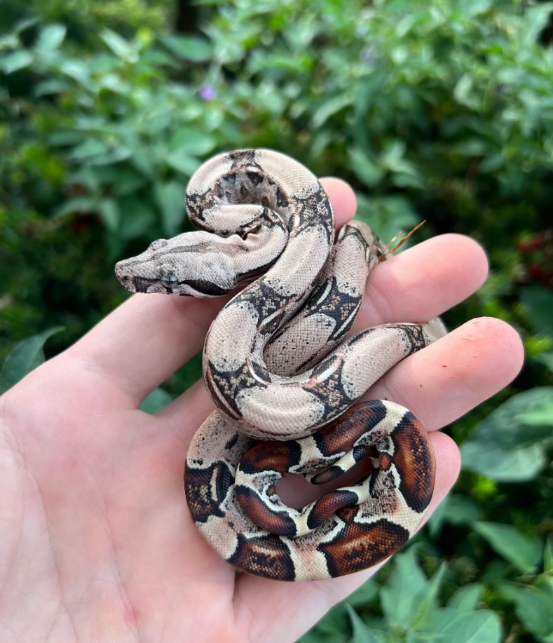 Meet Our Baby Boa Constrictor at the Zoo Café!