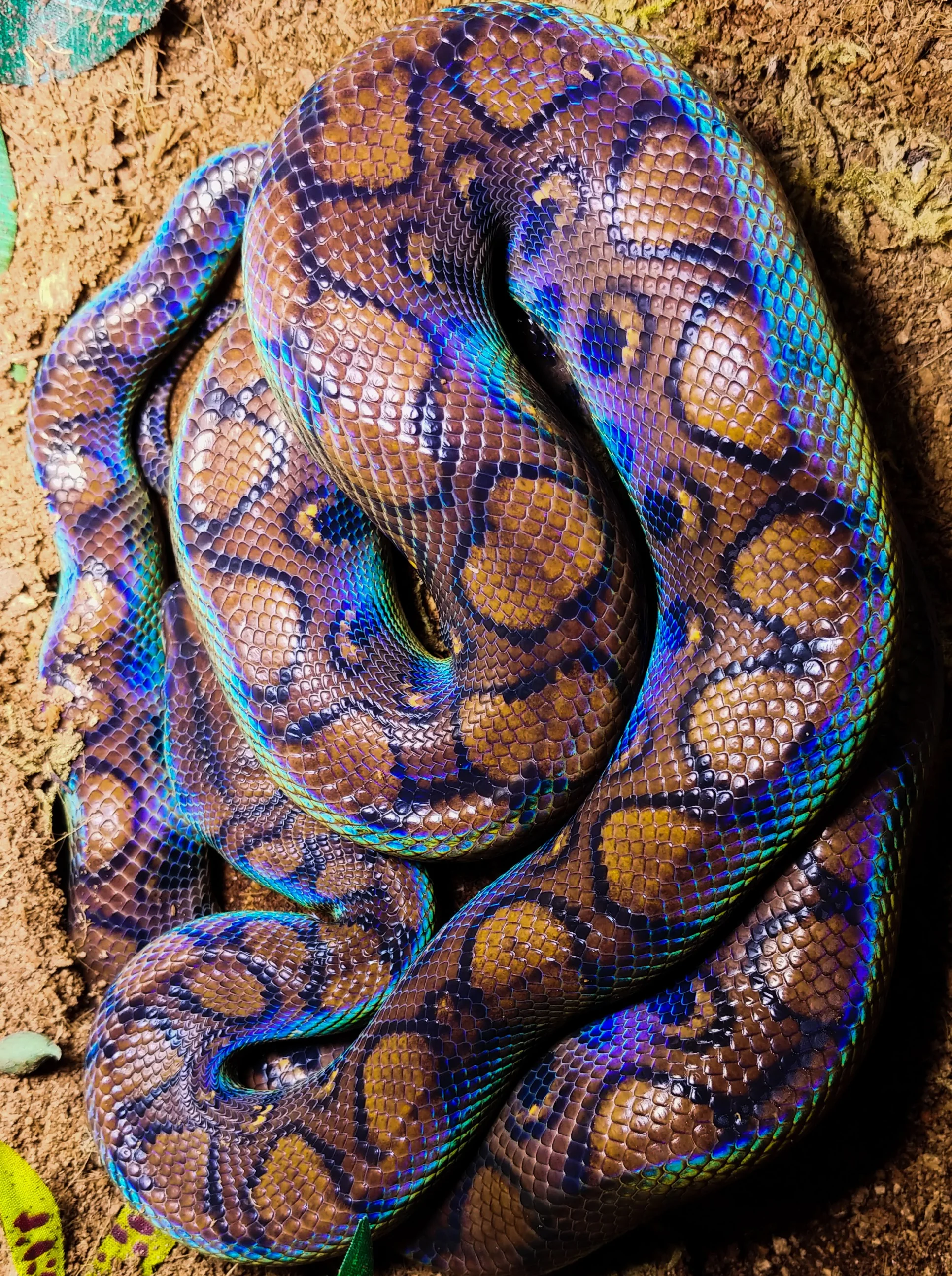 Chasing Rainbows: Meet Our Iridescent Boa!