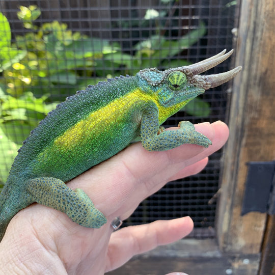 Meet Our Chameleons!