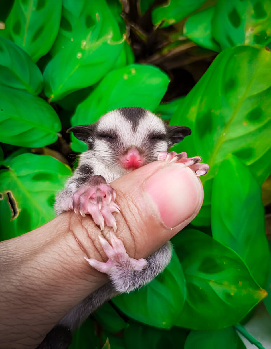 Is it a bird? a plane? No, it’s a sugar glider!